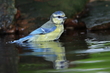 Blaumeise