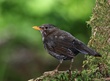 Amsel