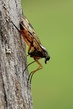 Schepfenfliege