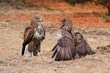 Mäusebussard