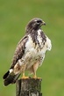 Mäusebussard