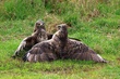 Mäusebussard