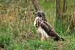 Mäusebussard