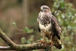 Mäusebussard