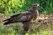 Mäusebussard