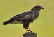 Mäusebussard
