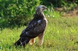 Mäusebussard